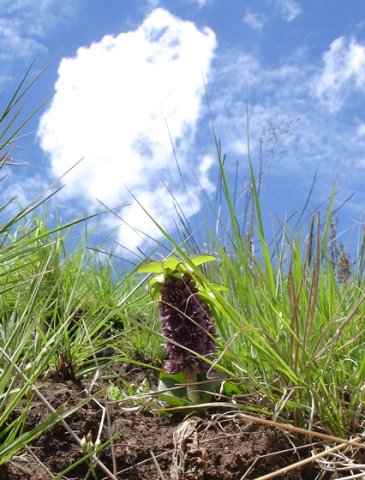 Eucomis schijffii on a summer's day
